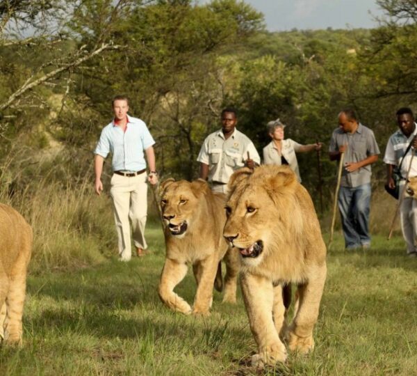 Lions in Akagera National Park Rwanda
