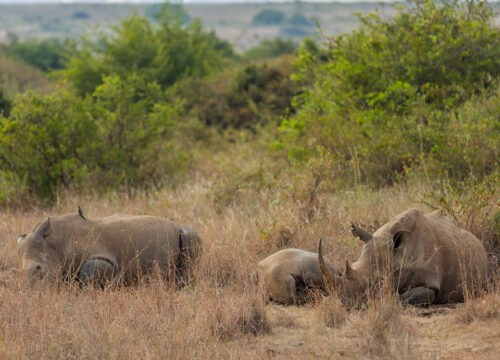 15 Best National Parks in Kenya for Safaris: 2026 Ultimate Guide