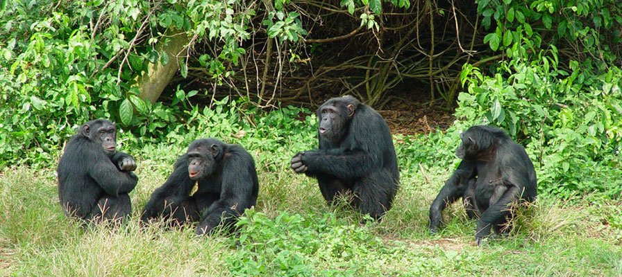 chimpanzzetrekkingug - Holidawn Adventure