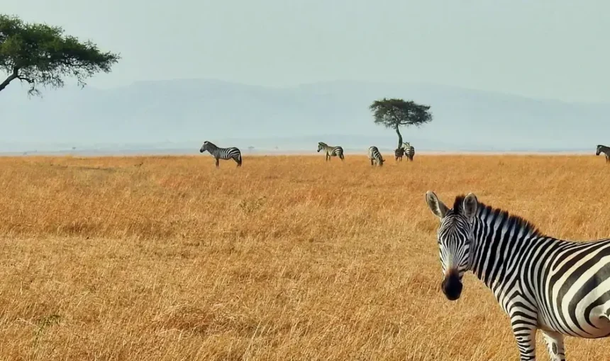 The Giants of Amboseli