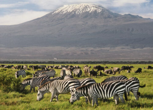 4 DAYS AMBOSELI SAFARI