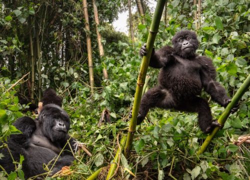 Mystical Bwindi Gorilla Realm