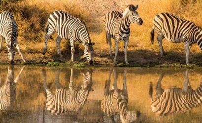 The Great Kenyan Wilderness Safari – A 12 Day Family Adventure 