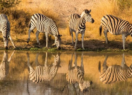 The Great Kenyan Wilderness Safari – A 12 Day Family Adventure 
