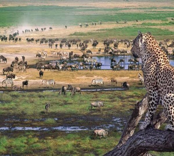 Serengeti-National-Park-Western-part - Holidawn Adventure Serengeti Wildebeest Migration Safari