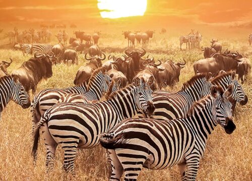 4-Day Masai Mara-Lake Nakuru Budget Kenya Safari Tour