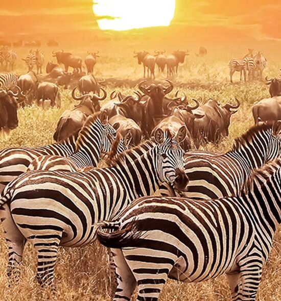 4-Day Masai Mara-Lake Nakuru Budget Kenya Safari Tour