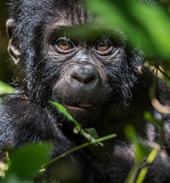 3-Day Gorilla Trekking Tour in Uganda