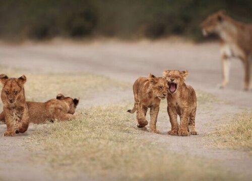 3-Day Kruger Safari from Johannesburg