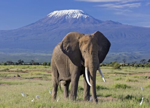 3 DAYS BUDGET AMBOSELI SAFARI