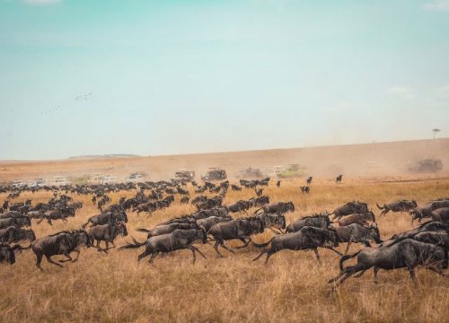 Private safari-5 Days Masai Mara 