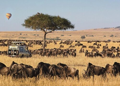 Things to see and do when visiting Masai Mara-Lake Nakuru, Kenya safari