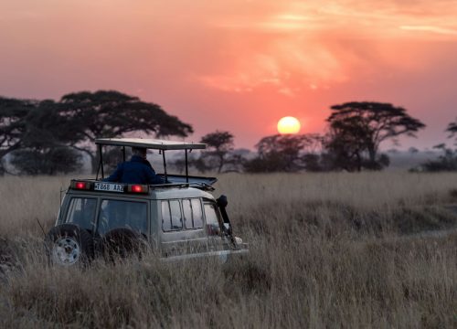 Safari Secrets of Serengeti