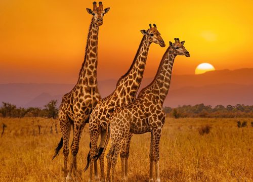 Exploring the Majestic Maasai Mara