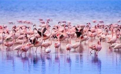 4-Day Masai Mara & Lake Nakuru Budget Safari