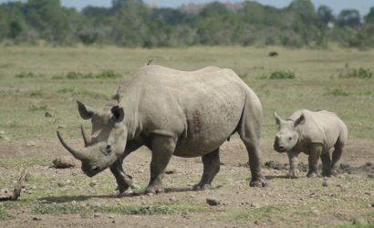 5 Days Kenya: Nairobi, Aberdare & Ol Pejeta Conservancy