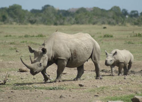 5 Days Kenya: Nairobi, Aberdare & Ol Pejeta Conservancy