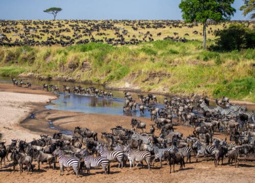Exploring the Majestic Maasai Mara