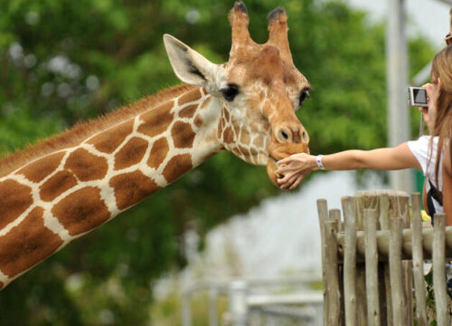 9 Days Kenya Safari & Beach Holiday | Nairobi, Maasai Mara, Naivasha & Diani