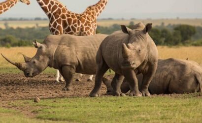 5 Days 4 nights Kenya Safari: Nairobi, Aberdare & Ol Pejeta Conservancy