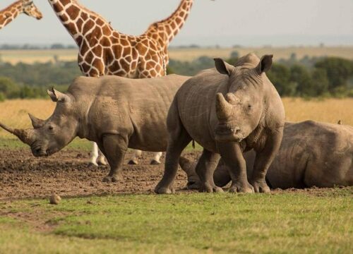 5 Days 4 nights Kenya Safari: Nairobi, Aberdare & Ol Pejeta Conservancy