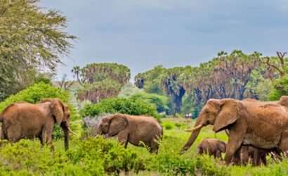 3 Days / 2 Nights Samburu Safari – Wildlife & Culture Experience