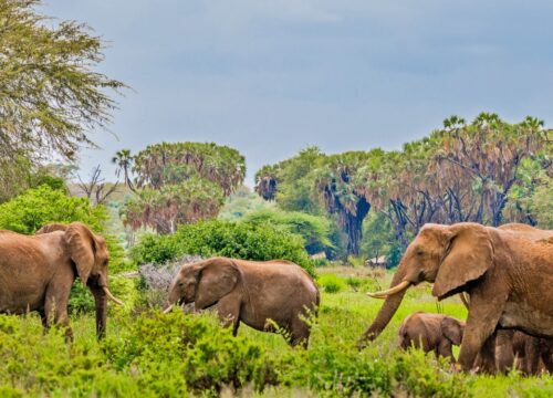 3 Days / 2 Nights Samburu Safari – Wildlife & Culture Experience