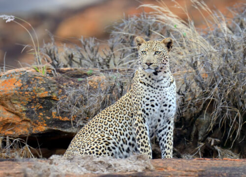 5 Days / 4 Nights Explore Kenya Safari – Amboseli, Tsavo West & Tsavo East