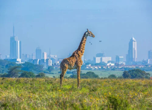 Best National Parks in Kenya for Safaris