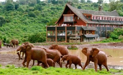 6 Days 5 Nights Kenya Safari – Aberdare, Samburu & Ol Pejeta