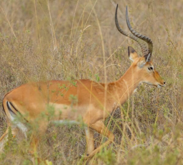 Discover Kenya