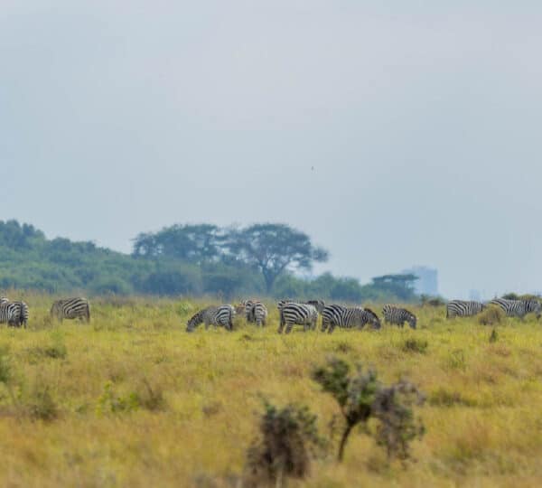 Discover Kenya