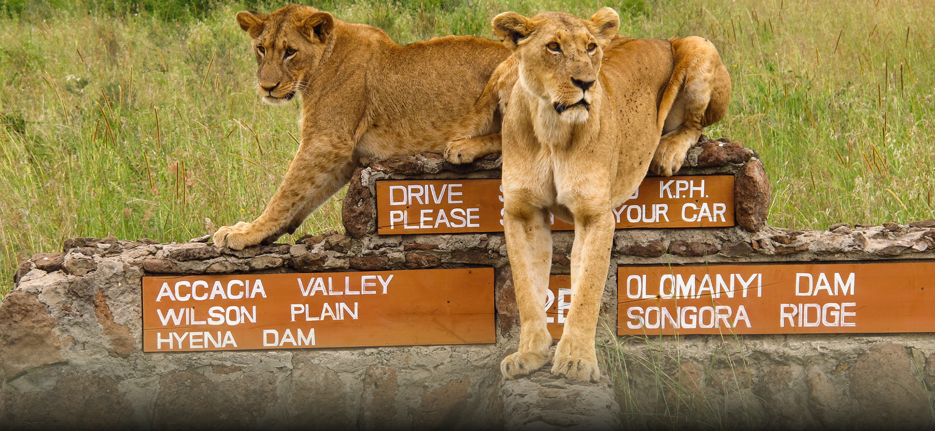 Tent camping services