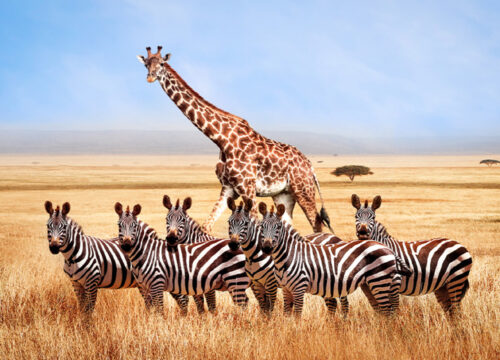 4 DAYS GROUP JOINING MASAI MARA SAFARI