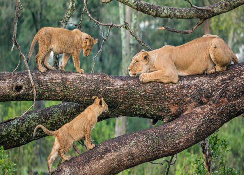 6-DAY TANZANIA SAFARI: TARANGIRE, SERENGETI & NGORONGORO