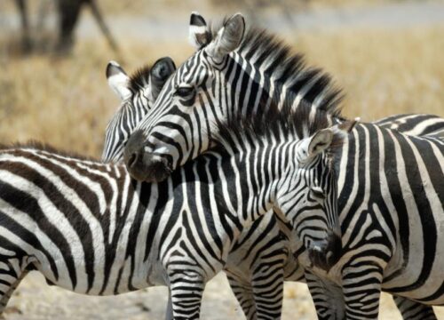 1 Day Nairobi National Park Safari