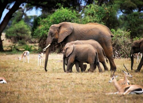 1 DAY AMBOSELI SAFARI