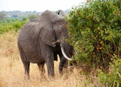 Day Trip Tarangire National Park