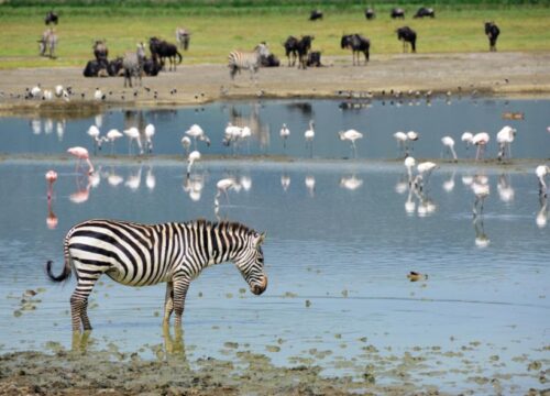 2 DAYS LAKE MANYARA NATIONAL PARK & NGORONGORO CRATER