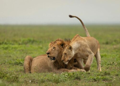 15 Days Kenya Safari and Beach Package – Masai Mara & Diani