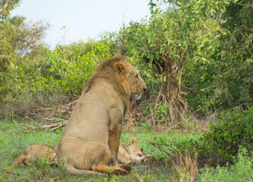 3 DAYS TSAVO EAST WILDLIFE TOUR